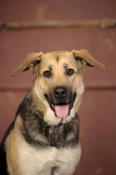 Cute Brown Black Mongrel Dog Studio Close — Stock Photo, Image