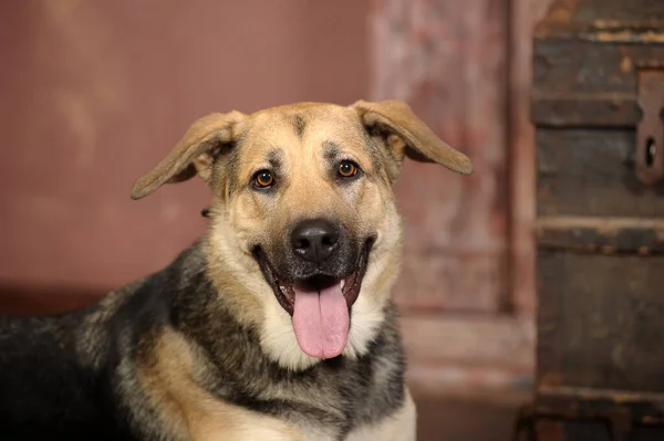 Cute Brown Black Mongrel Dog Studio Close — Stock Photo, Image