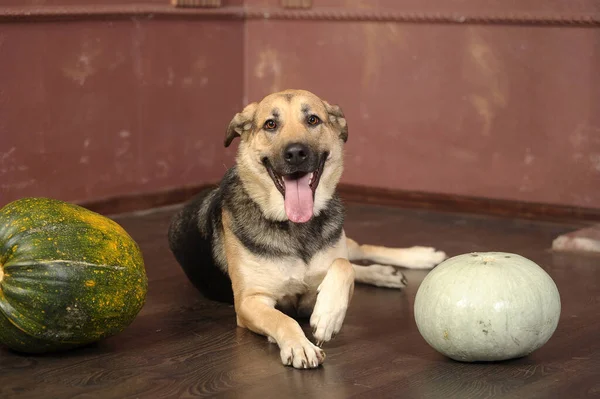 Mignon Brun Noir Bâtard Chien Studio Gros Plan — Photo