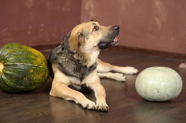 スタジオでかわいい茶色と黒のモングレルの犬を閉じる — ストック写真