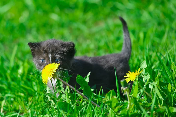 Carino Gattino Primavera Tra Erba Sul Prato — Foto Stock