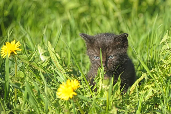 Carino Gattino Primavera Tra Erba Sul Prato — Foto Stock