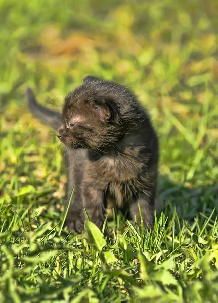 芝生の上の草の間の春にかわいい子猫 — ストック写真