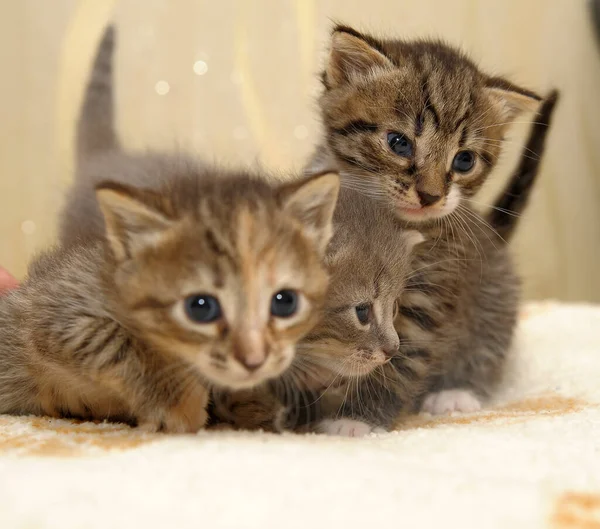 Drie Schattig Kleine Kittens Triootje Samen Close — Stockfoto