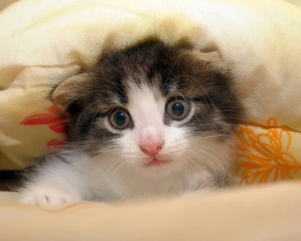 Kotek Zerkający Spod Koca Bliska — Zdjęcie stockowe