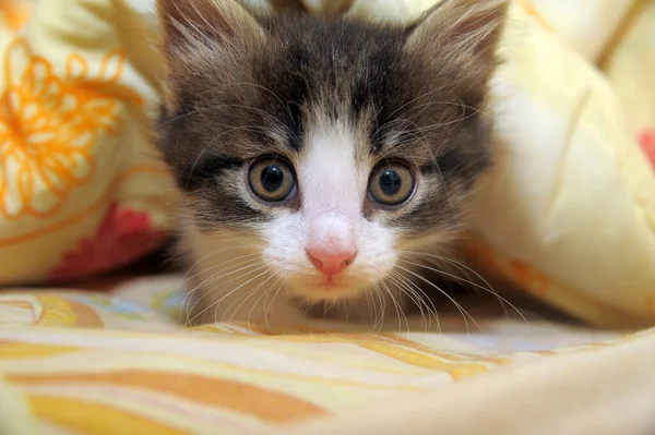 Gatinho Espreitando Debaixo Cobertor Perto — Fotografia de Stock