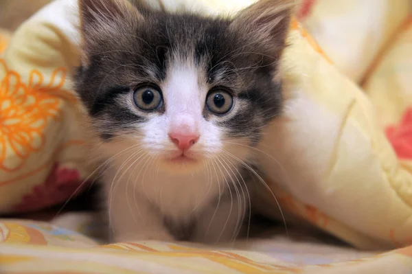 Kotek Zerkający Spod Koca Bliska — Zdjęcie stockowe