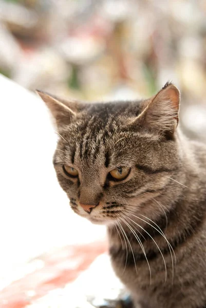 Gestromte Braune Katze Nahaufnahme Mit Orangen Augen — Stockfoto