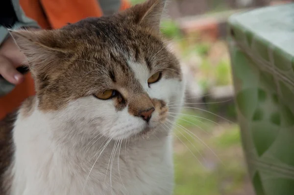 Marrón Blanco Gato Europeo Taquigrafía Primer Plano — Foto de Stock