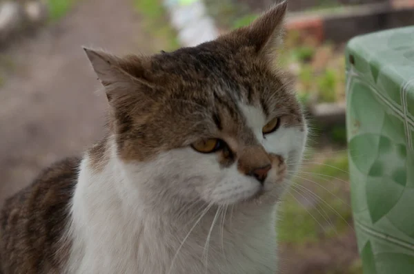 Brun Och Vit Katt Europeisk Stenografier Närbild — Stockfoto