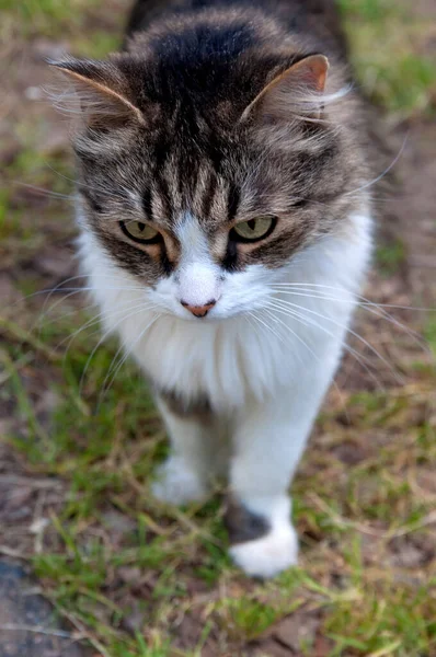 Marrón Blanco Hermoso Mullido Gato Cerca — Foto de Stock