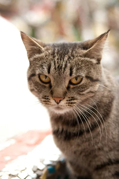 Tabby Brown Cat Close Portrait Orange Eyes — Stock Photo, Image