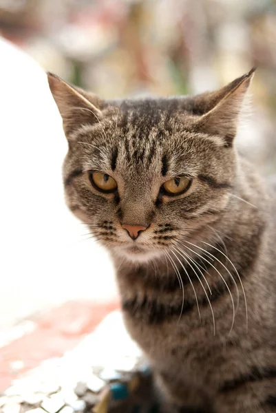 Tekir Kahverengi Kedi Portresi Turuncu Gözlü — Stok fotoğraf