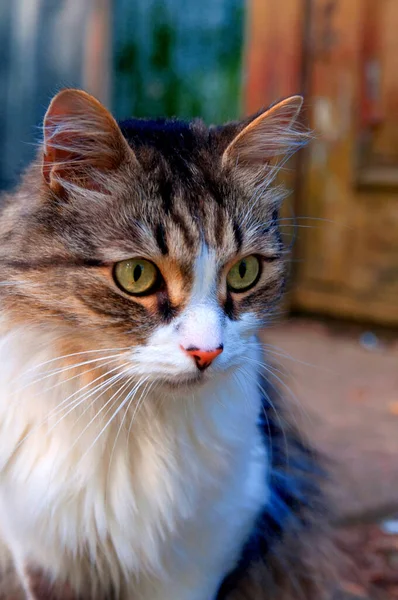 Marrom Branco Bonito Fofo Gato Perto — Fotografia de Stock