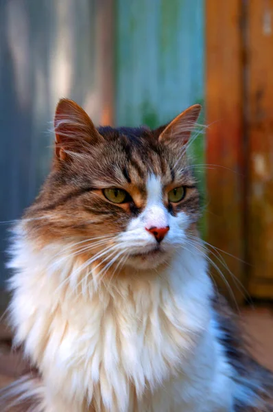 Brown White Beautiful Fluffy Cat Close — Stock Photo, Image