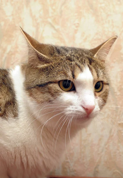 Marrón Blanco Gato Europeo Taquigrafía Primer Plano — Foto de Stock