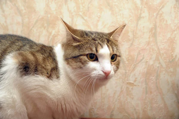 고양이 유럽짧은 공기가 가까이 — 스톡 사진