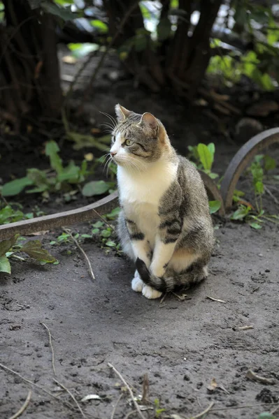 แมวส าตาลและส ขาว โรปผมส นกลางแจ งใกล — ภาพถ่ายสต็อก