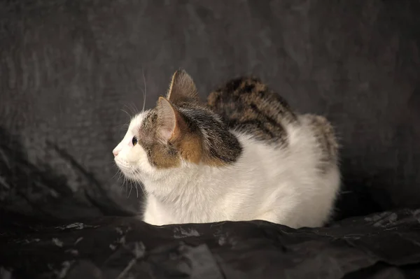 Gato Marrón Blanco Taquigrafía Europea Sobre Fondo Gris —  Fotos de Stock