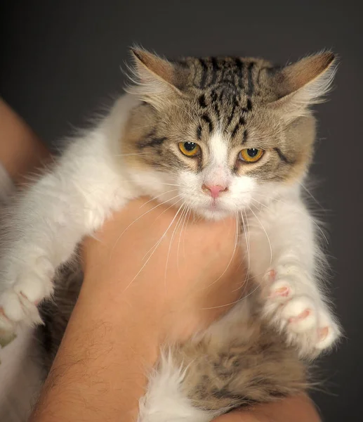 Söt Vit Och Grå Fluffig Lekfull Sibirisk Ung Katt — Stockfoto