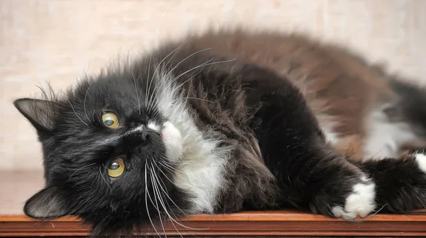 Black White Fluffy Cute Playful Cat Lies — Stock Photo, Image