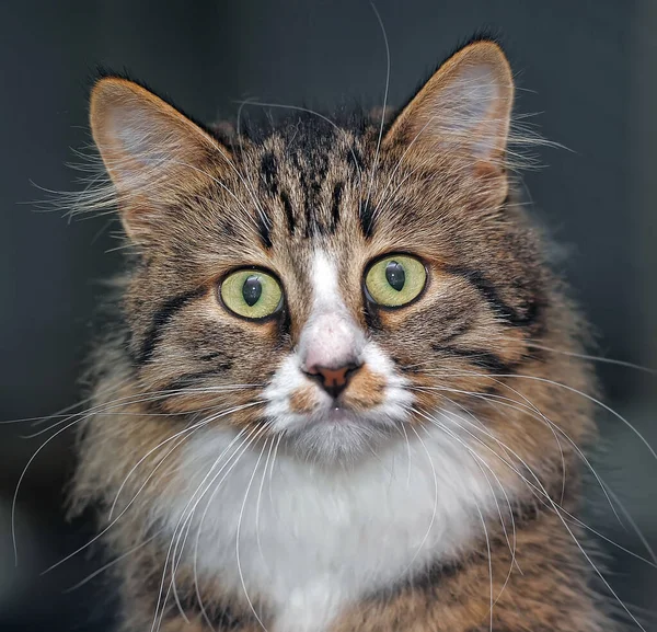 Beautiful Fluffy Brown Stripes Cat Big Expressive Eyes — Stock Photo, Image