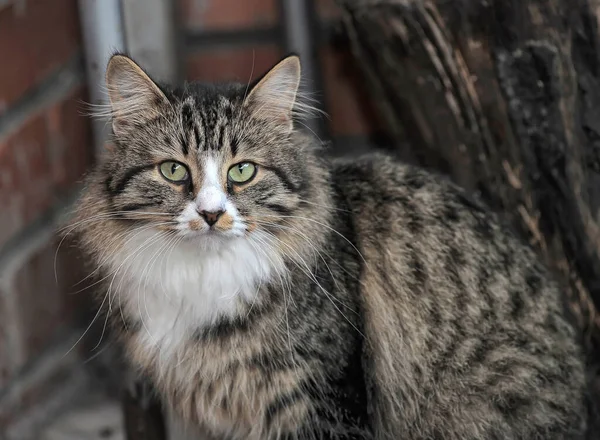 Güzel Pofuduk Kahverengi Çizgili Kedisi Büyük Anlamlı Gözleri Var — Stok fotoğraf