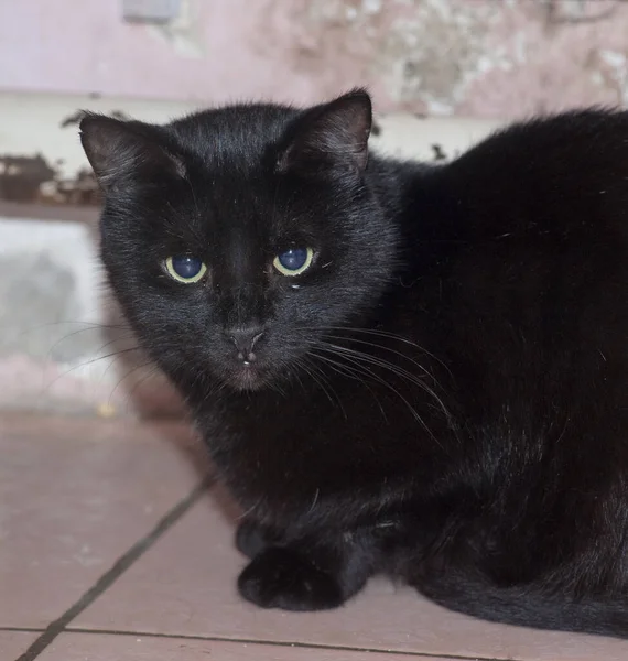 Black Old Year Old Cat Close — Stock Photo, Image