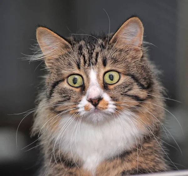 Piękny Puszysty Brązowy Paskami Kot Dużymi Wyrazistymi Oczami — Zdjęcie stockowe