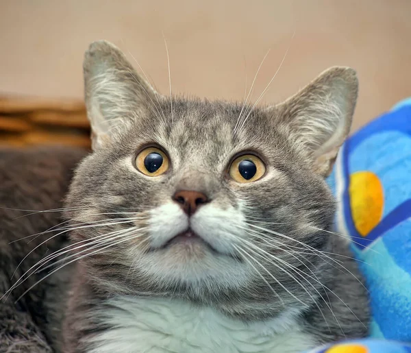 Grå Med Vita Tassar Och Bröst Söt Fyllig Katt — Stockfoto