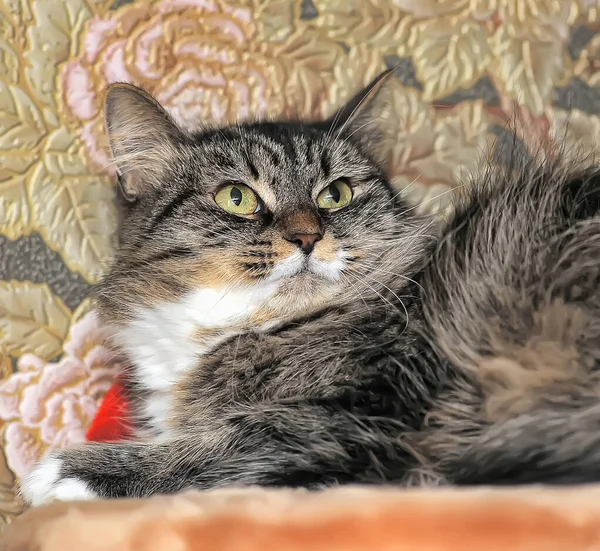 美丽的绒毛棕色条纹猫 有大大的表达眼睛 — 图库照片
