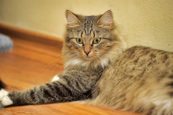 Bonito Fofo Marrom Russo Siberiano Puro Gato — Fotografia de Stock