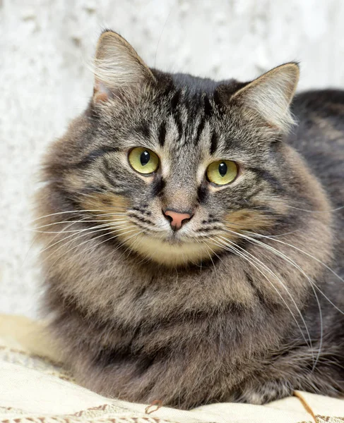 Schöne Flauschige Braune Russische Sibirische Reinrassige Katze — Stockfoto