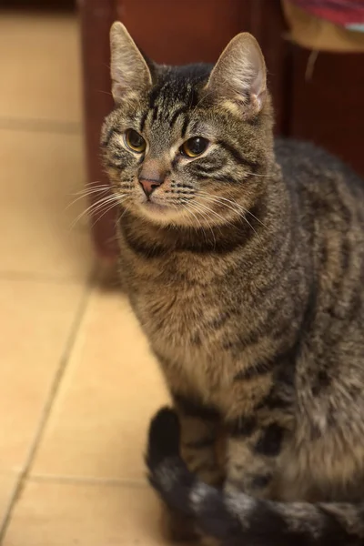 Chat Tabby Brun Avec Yeux Jaunes Près — Photo