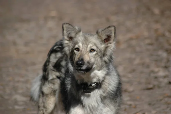 Gray Cute Fluffy Dog Mongrel Collar Close — Stock Photo, Image