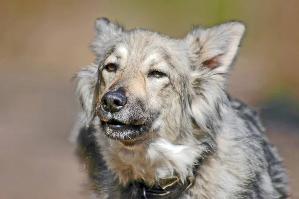 Grå Sød Fluffy Hund Mongrel Krave Tæt - Stock-foto