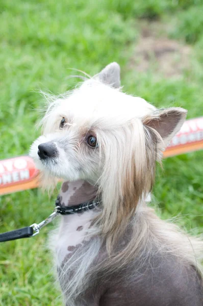 Chinese Crested Dog Background Green Lawn Portrait — Stock Photo, Image