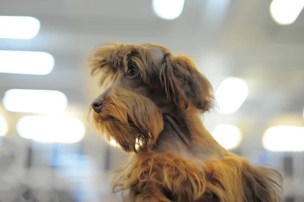 Petersburg Orquídea Raza Perro Cerca Foto —  Fotos de Stock