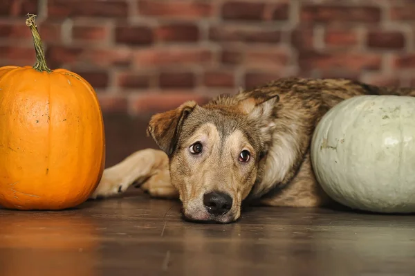 Chien Brun Bâtard Sur Sol Avec Des Citrouilles — Photo