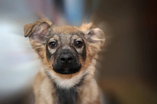 Pouco Bonito Marrom Filhote Cachorro Mgrel Perto — Fotografia de Stock