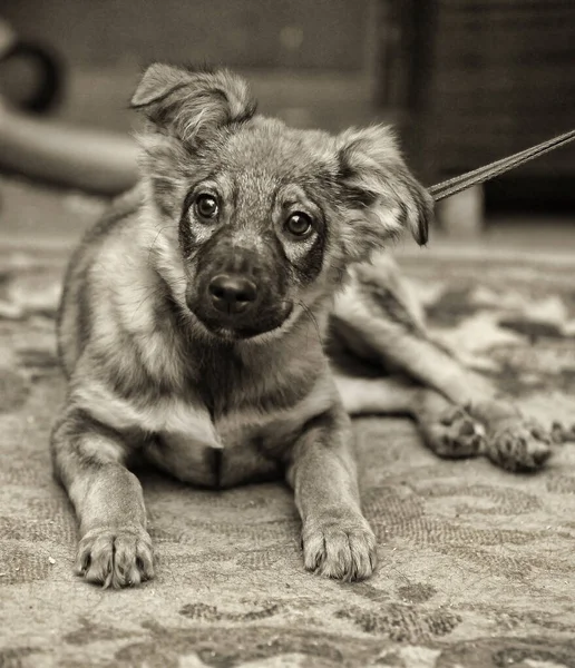 Klein Schattig Bruin Puppy Bastaard Close — Stockfoto