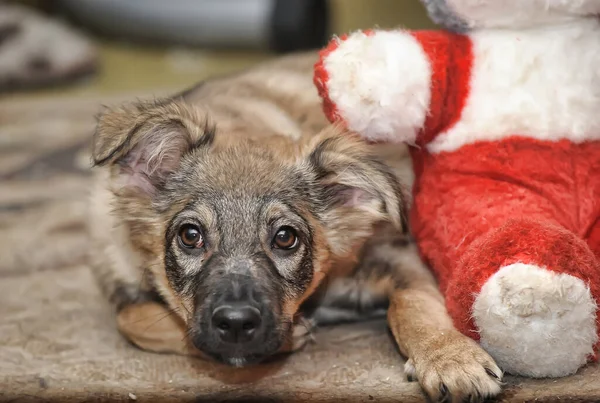 Klein Schattig Bruin Puppy Bastaard Close — Stockfoto