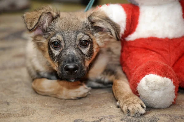 Petit Chiot Brun Mignon Bâtard Gros Plan — Photo