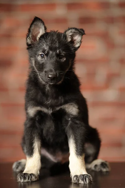 Poco Lindo Negro Con Marrón Cachorro Mestizo Cerca — Foto de Stock