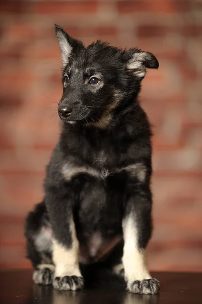 Little Cute Black Brown Puppy Mongrel Close — Stock Photo, Image