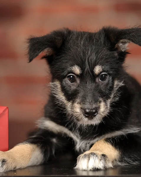 Petit Noir Mignon Avec Chiot Brun Bâtard Gros Plan — Photo