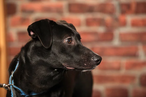 Noir Poil Court Chien Bâtard Studio Gros Plan — Photo