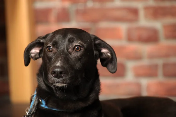 Stüdyoda Kısa Devre Yapan Kırma Köpek Var — Stok fotoğraf