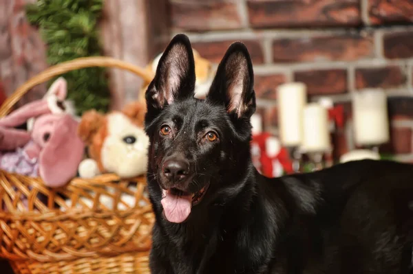 Zwart Duits Herder Hond Met Kerst Studio — Stockfoto