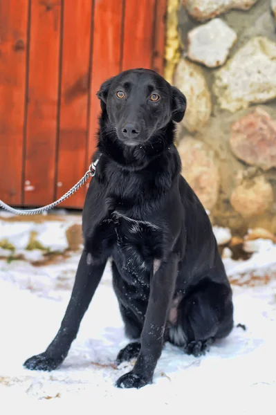 Schwarzer Mischlingshund Winter Der Leine Freien — Stockfoto